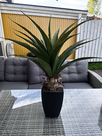 konstväxt agave i kruka
