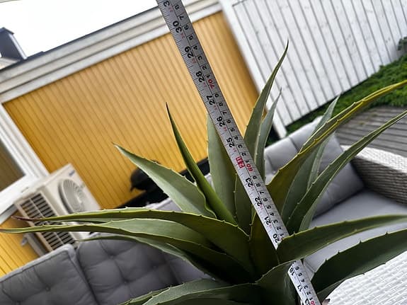 konstväxt agave i kruka