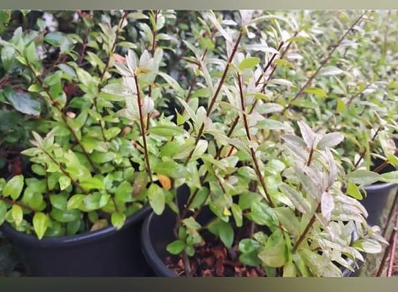 krukodlade liguster