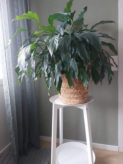 Krukväxter/gröna växter