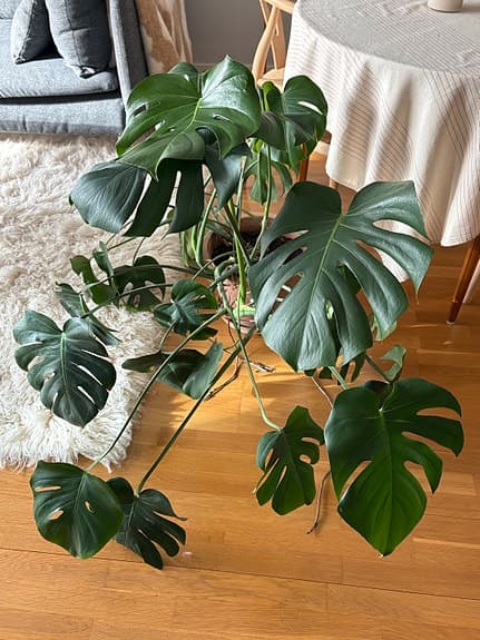 Stor monstera i Bergs Potter kruka 30cm