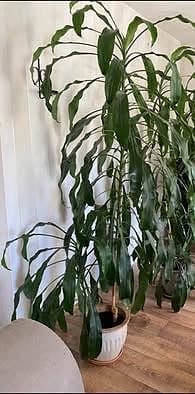 Dracena, 210 cm hög, 2 plantor i samma kruka