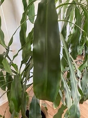Dracena, 210 cm hög, 2 plantor i samma kruka