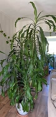 Dracena, 230 cm hög, 4 plantor i samma kruka