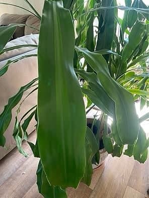 Dracena, 230 cm hög, 4 plantor i samma kruka