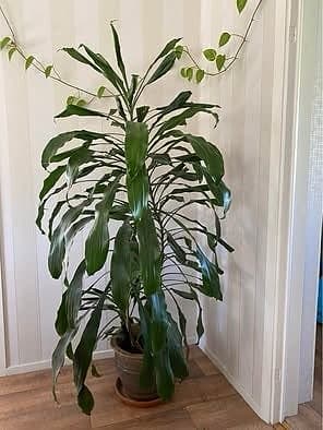 Dracena, 185 cm hög, med 3 plantor i samma kruka