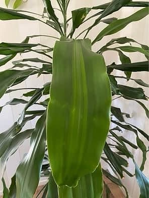 Dracena, 185 cm hög, med 3 plantor i samma kruka