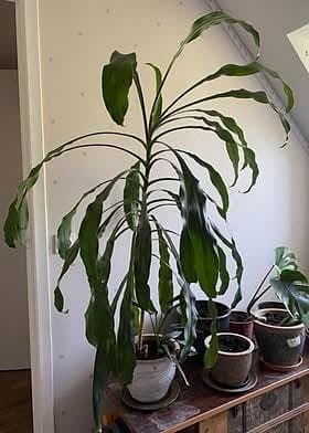 Dracena, höjd 140 cm, 2 plantor i samma kruka