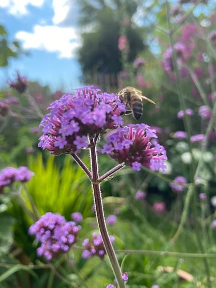 Super fina jätte verbenor , midsommar fint Norrtälje