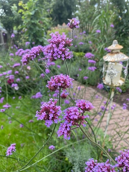 Super fina jätte verbenor , midsommar fint Norrtälje