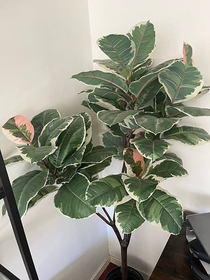 Konstgjort grönt träd med stora blad- IKEA Fejka