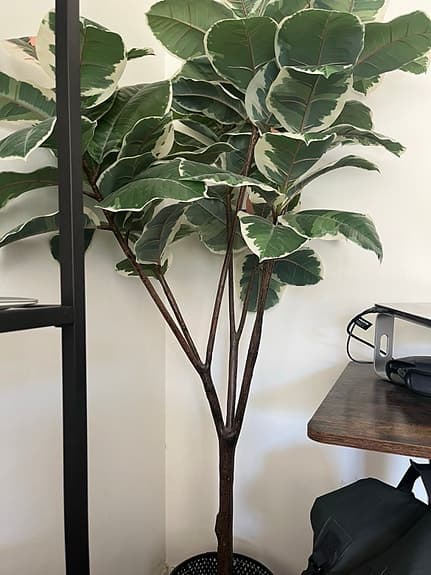 Konstgjort grönt träd med stora blad- IKEA Fejka