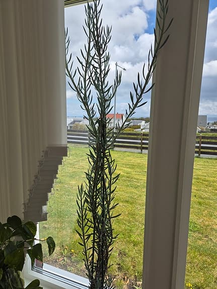Grön växt/suckulent