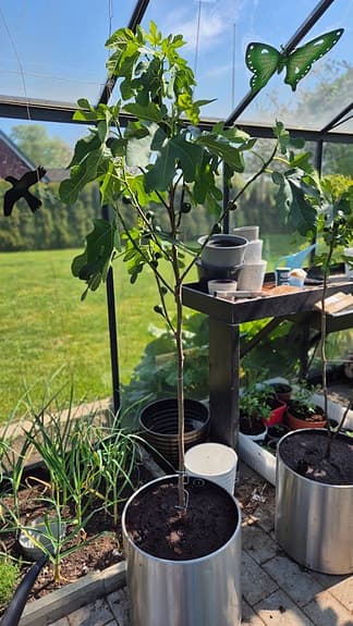 Bornholmska fikonträd