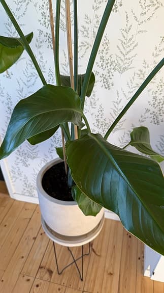 Stor krukväxt, Strelitzia, inklusive kruka och piedestal