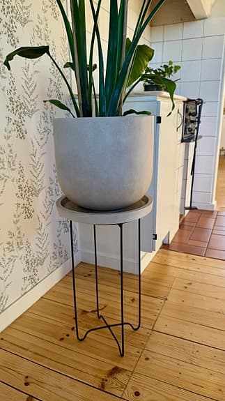Stor krukväxt, Strelitzia, inklusive kruka och piedestal