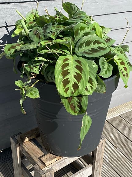 Moses stentavlor, fyra plantor i stor kruka