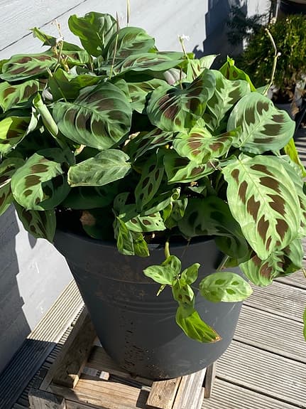 Moses stentavlor, fyra plantor i stor kruka