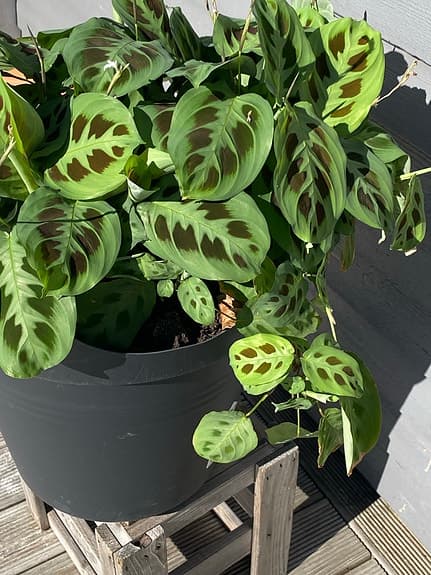 Moses stentavlor, fyra plantor i stor kruka
