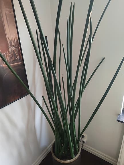 Stor krukväxt, 180cm inklusive kruka med hjul