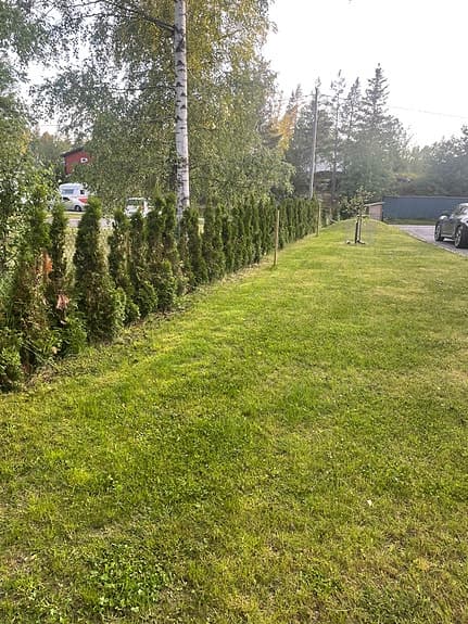 Thuja, Smaragda, häckplantor