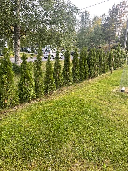 Thuja, Smaragda, häckplantor