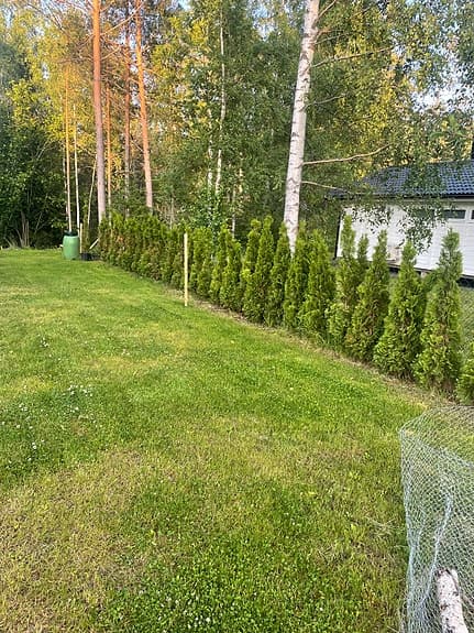 Thuja, Smaragda, häckplantor