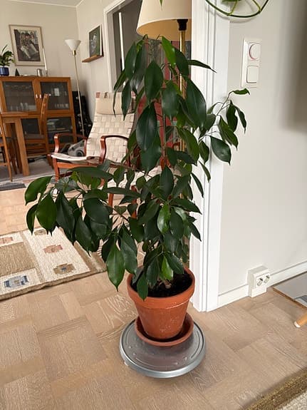 Grön krukväxt i lerkruka ca 40 cm hög