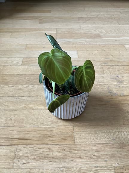 Philodendron melanochrysum