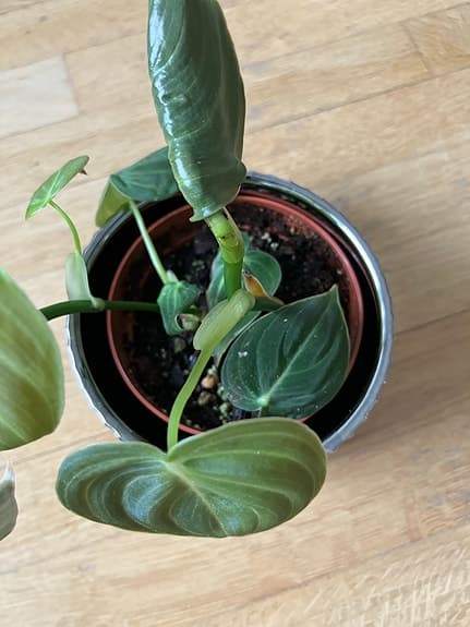 Philodendron melanochrysum