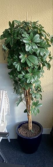 Fejkväxt / konstgjord paraplyaralia/schefflera