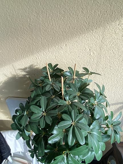 Fejkväxt / konstgjord paraplyaralia/schefflera