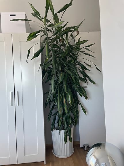 Stor grön krukväxt i vit kruka