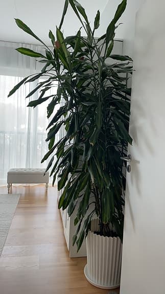 Stor grön krukväxt i vit kruka