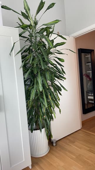 Stor grön krukväxt i vit kruka