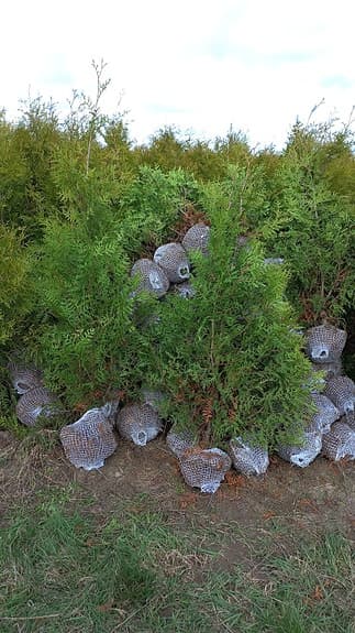 Premium Thuja brabant med rotklump 50% rabatt - markodlad - hög kvalitet