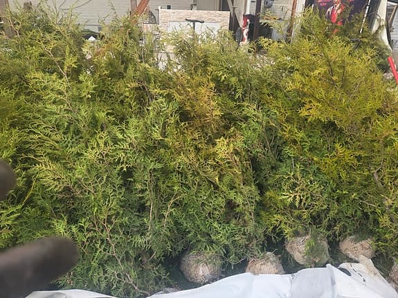 Premium Thuja brabant med rotklump 50% rabatt - markodlad - hög kvalitet