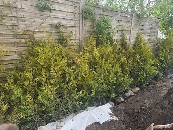 Premium Thuja brabant med rotklump 50% rabatt - markodlad - hög kvalitet