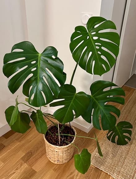 Monstera växt i korgkruka
