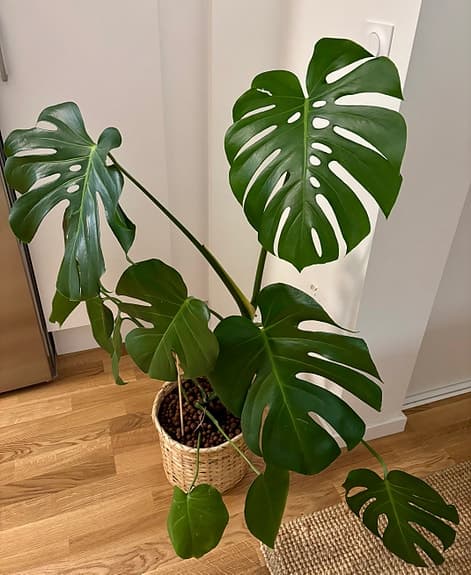 Monstera växt i korgkruka