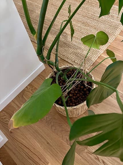 Monstera växt i korgkruka