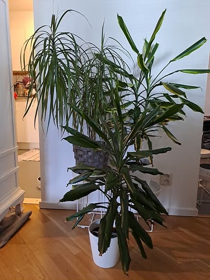 Krukväxter