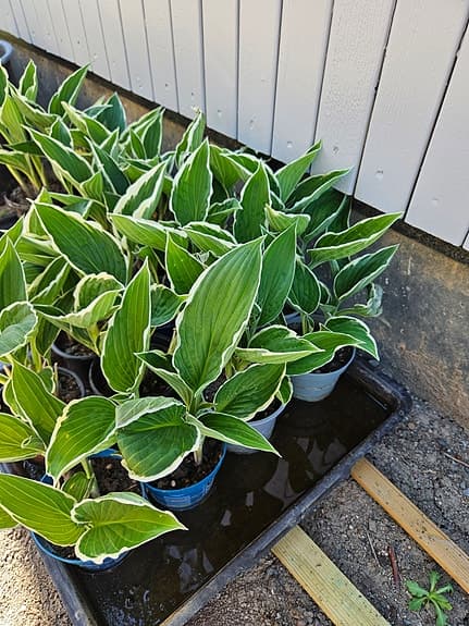 Hosta/Funkia 'Francee' perenn skuggväxt