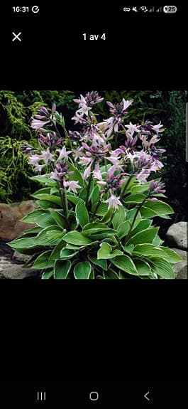 Hosta/Funkia 'Francee' perenn skuggväxt