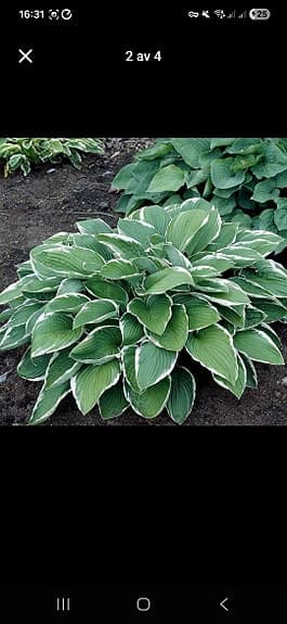 Hosta/Funkia 'Francee' perenn skuggväxt