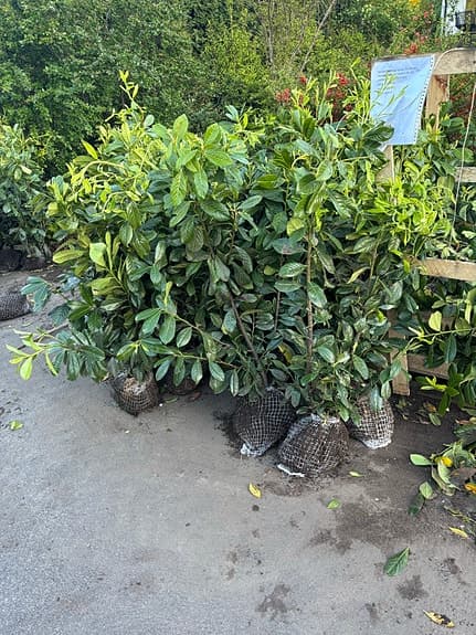 Ligurisk lagerhägg ‘Novita’ häckplantor 70–90 cm