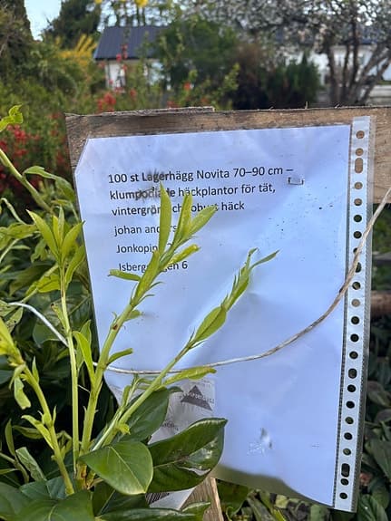 Ligurisk lagerhägg ‘Novita’ häckplantor 70–90 cm