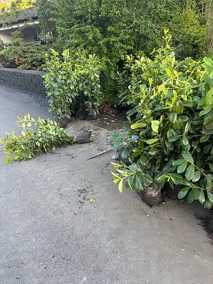 Ligurisk lagerhägg ‘Novita’ häckplantor 70–90 cm