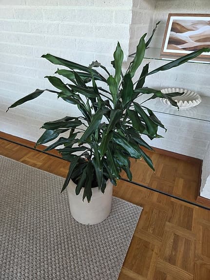 Stor grön växt, doftdracena
