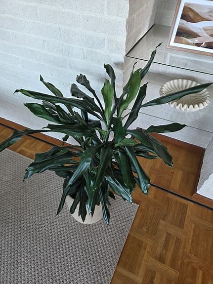 Stor grön växt, doftdracena